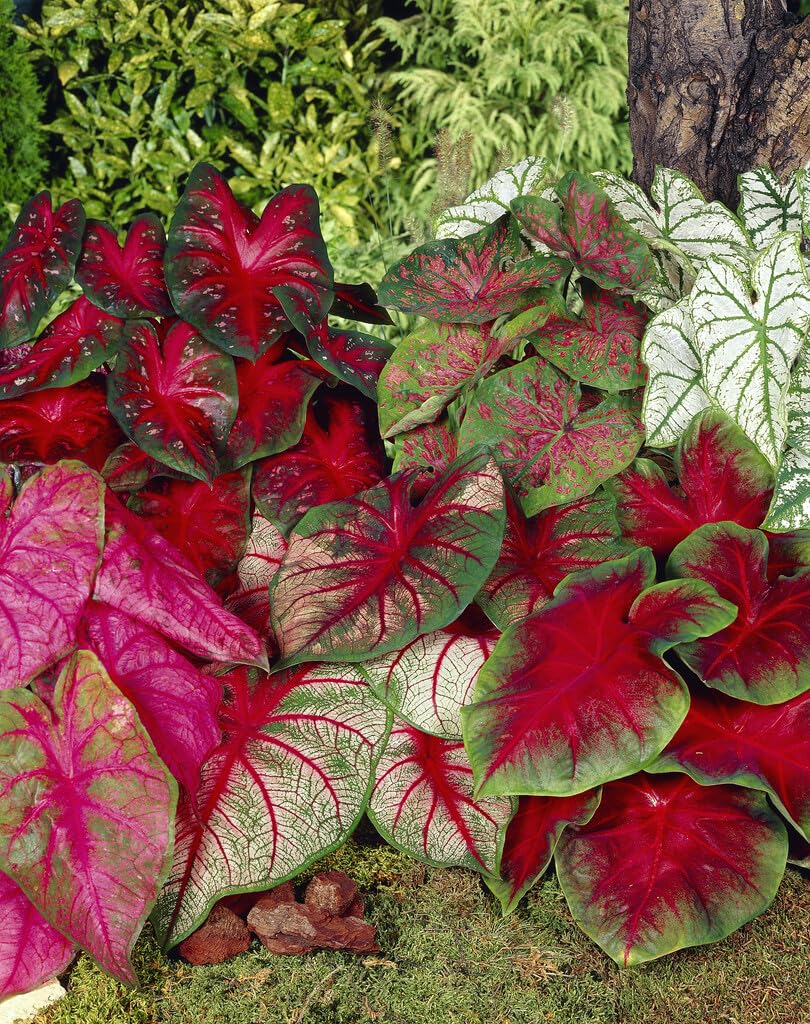 Mixed Caladium Bulbs Bag of 20