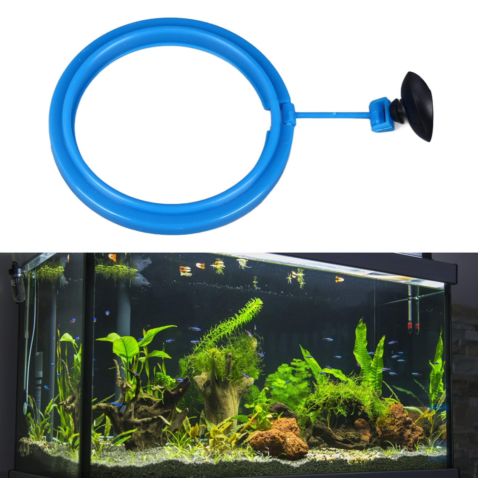 Mangiatoia Galleggiante Acquario Gosknor 10x6cm - Vassoio Cibo Per Pesci E Tartarughe Con Ventose