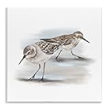 Stupell Industries Sandpiper Pair on Sandy Beach Small Nautical Birds, Designed by Studio Q Wall Plaque, 12 x 12, Grey