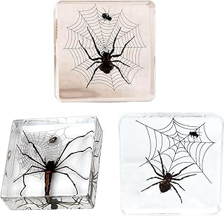 Taxidermy Spiders, 3pcs Real Insect Spider Specimens in Resin for Closer-Look & Study in Safe Healthy Manner, Educational Teaching, Home Office Desk Ornament Paperweight (M Size x3)