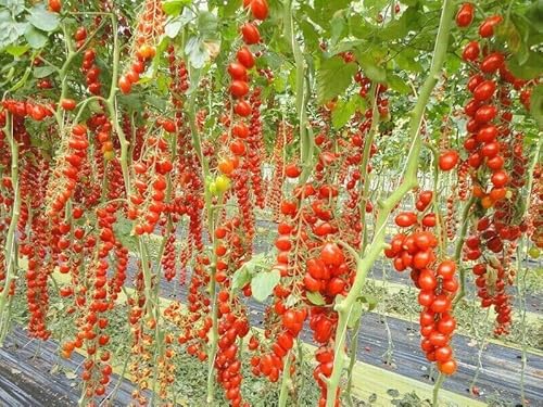 50 SEMI- POMODORO DATTERINO DOLCISSIMO"" semi freschi