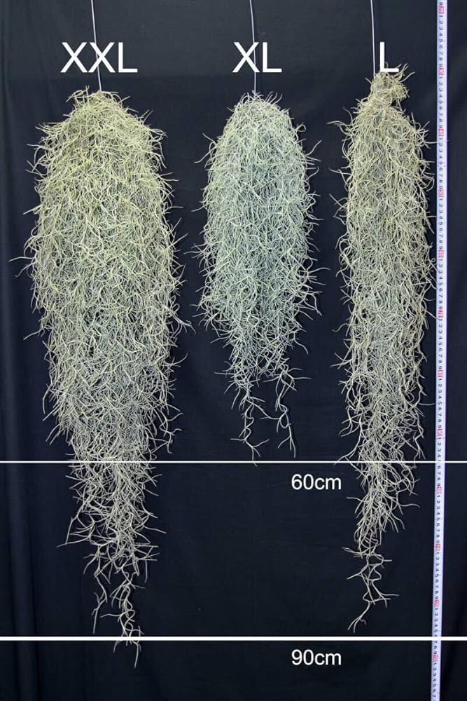 Amazon｜超特大サイズのスパニッシュモス （90cm over） チランジア