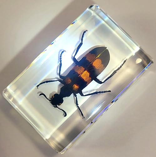 Miniatura 327 de Escarabajo de algodoncillo azul cobalto real de 1.732 in en espécimen de resina de lucita cristalina, insectos, insectos preservados, colección