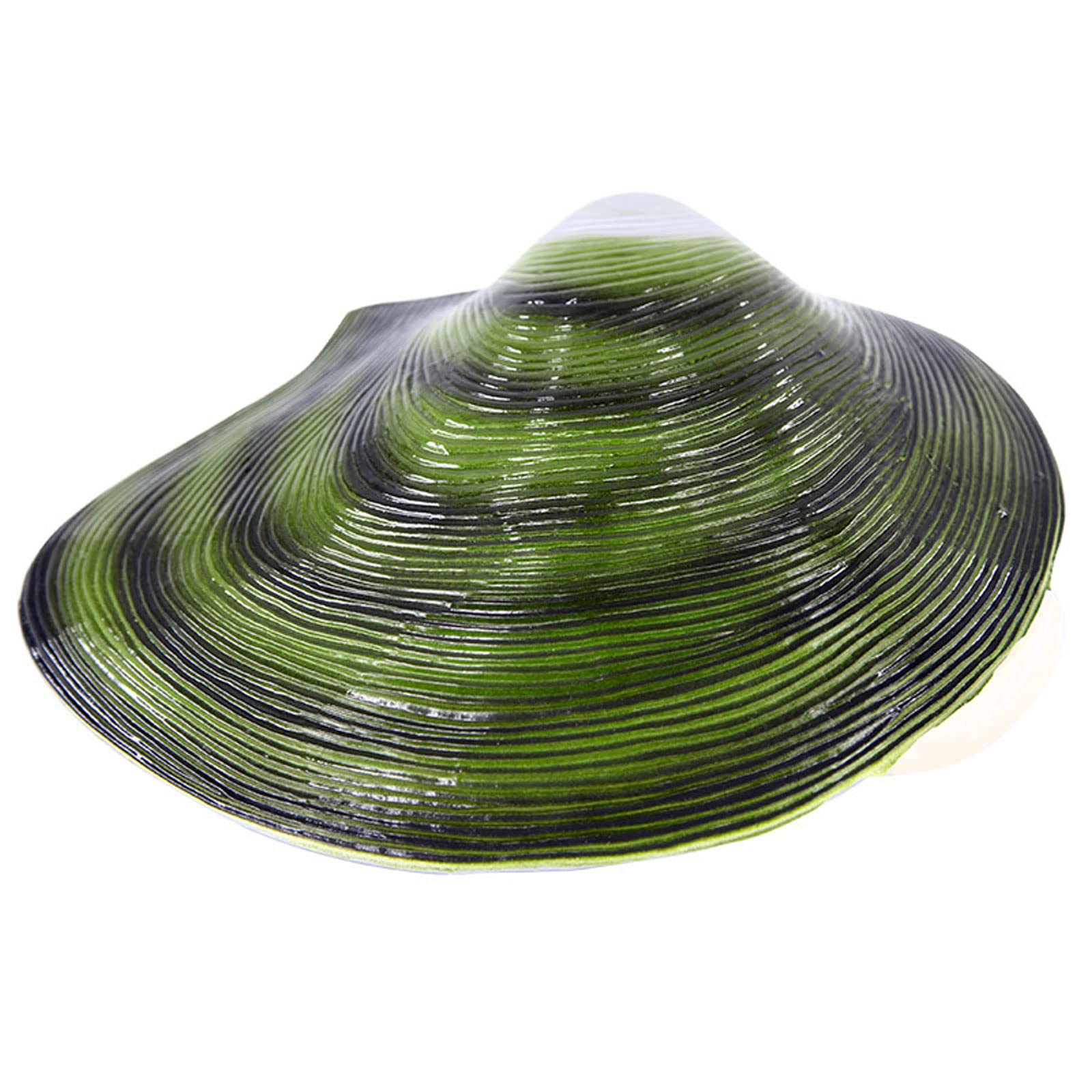 Muschelmodell, anatomisches Mollusken-Tiermodell, Fluss-anatomisches Modell für den Schulunterricht in Biologie, Naturwissenschaften