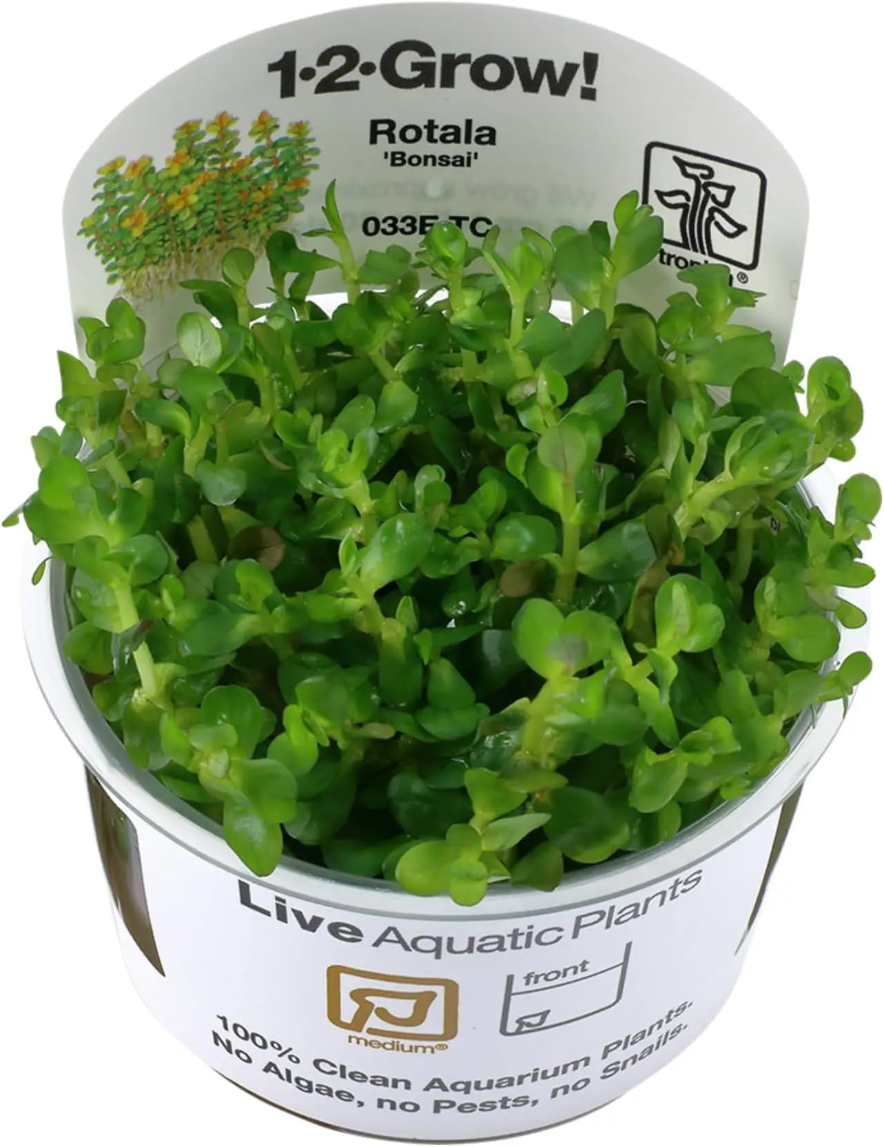 Rotala 'bonsai' 1-2-GROW!