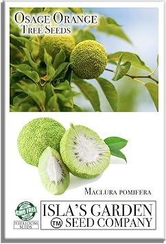 Osage Orange Tree, 30+ Premium Heirloom Seeds, Exotic & Rare, 60-80% Germination Rates, Islas Garden Seeds, Non GMO, Non GMO Seeds