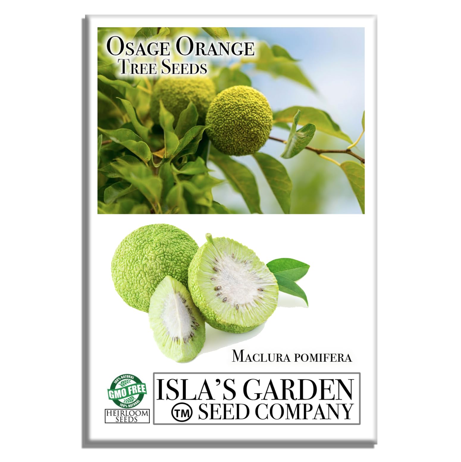 Osage Orange Tree, 30+ Premium Heirloom Seeds, Exotic & Rare, 60-80% Germination Rates, (Isla's Garden Seeds), Non GMO, Non GMO Seeds