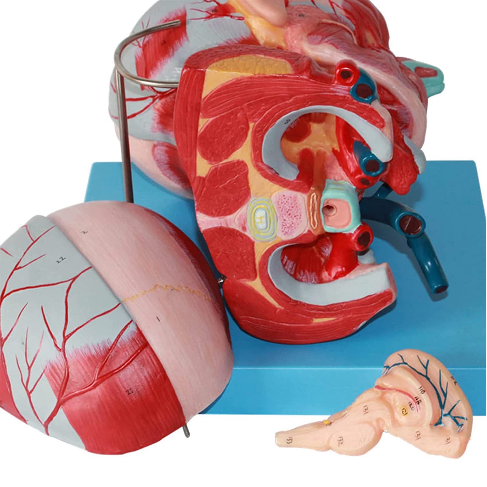 Modele dydaktyczne z zakresu biologii, Model anatomiczny mięśnia naczyniowego, nerwu głowy i twarzy do gabinetu lekarskiego – narzędzie edukacyjne