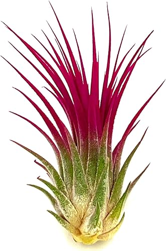 Miniatura 2 de ragnaroc Plantas de aire Tillandsia Ionantha, Regular 2-3 pulgadas - 1 unidad - Color orgánico mejorado - Llegada en vivo garantizada - Plantas de