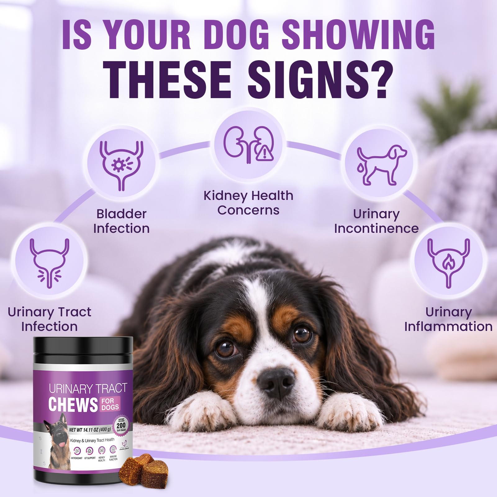 Dog UTI Treatment, 200 Chews Cranberry Supplement for Dogs Urinary Health — Amazon image 4