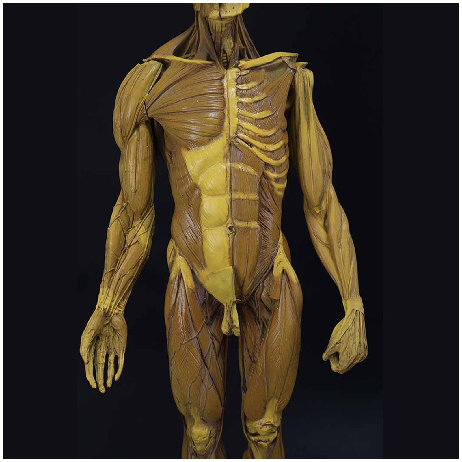 Figura de anatomía humana Modelo de anatomía muscular de 23,6 pulgadas - Figuras masculinas femeninas musculoesqueléticas del cuerpo humano Referencia anatómica