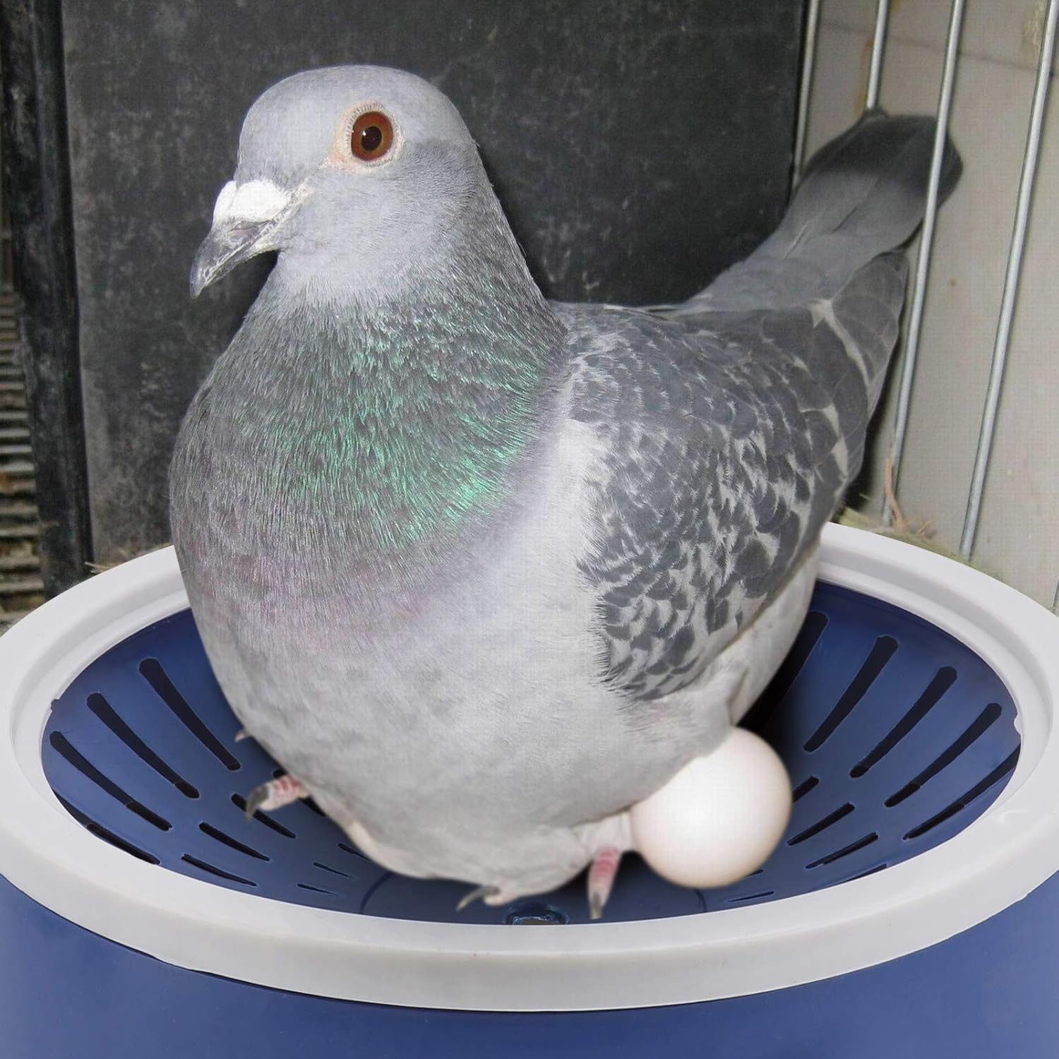 balacoo 5pcs Pigeon Nest Plastic Bird Nesting Bowl Pigeon Breeding Hatching Nest Quails Small Birds