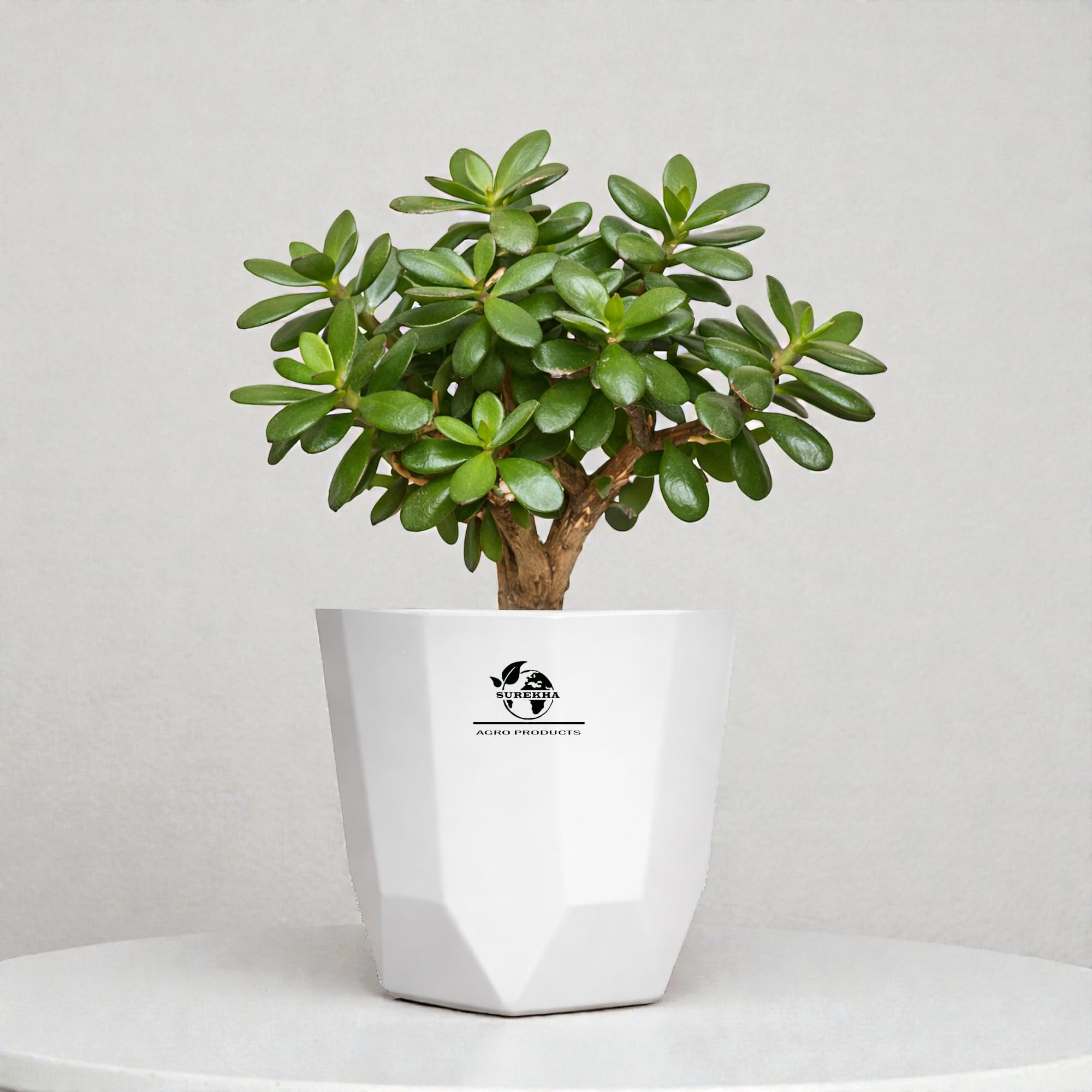 Surekha Crassula Mini Jade Plant with Pot - Low-Maintenance Succulent for Home Decor | Office |9-11 Inch Height | Feng Shui Good Luck | Drought-Tolerant |Self-Watering (Urban Edge White)-image-33