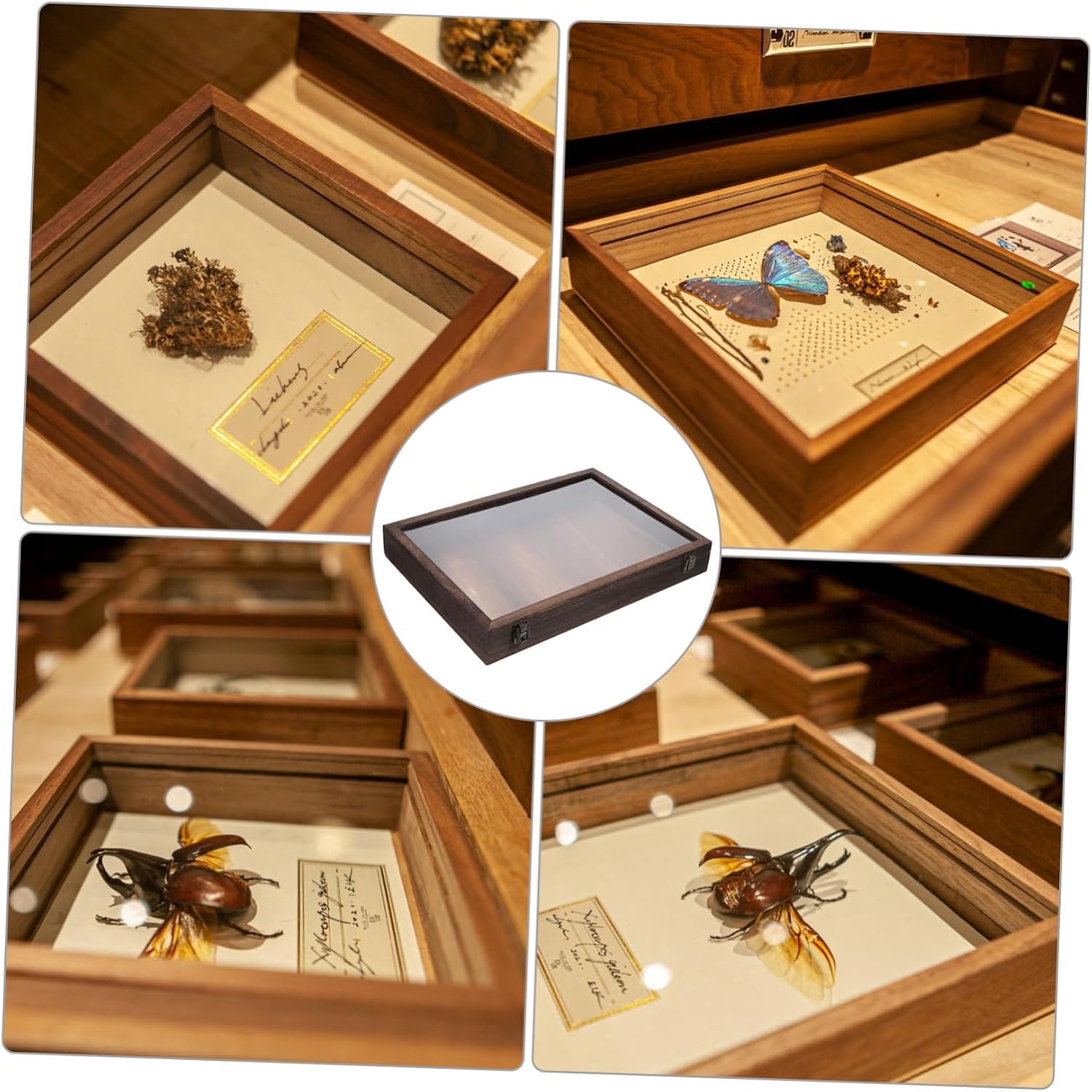 Cabilock Sturdy Specimen Display Case Dried Flower Display Box Butterfly Collection Insect Showcase