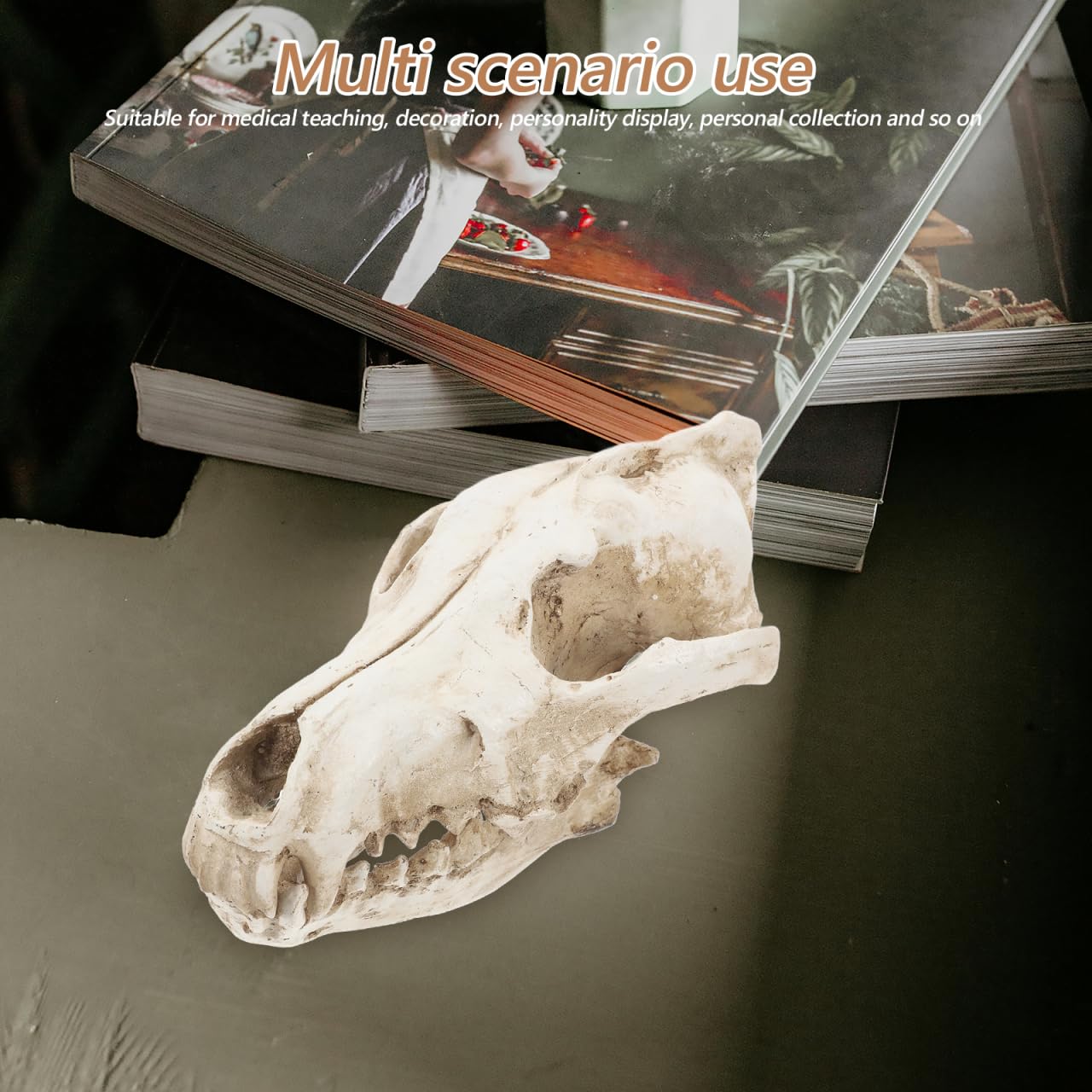 Animaux Animaux Tête de Loup Tête de Loup Squelette Squelette Résine Sculpture Animal Crâne Sculpture pour Enseignement Accessoire Décoration Maison Bureau Reptile Décor Reptile