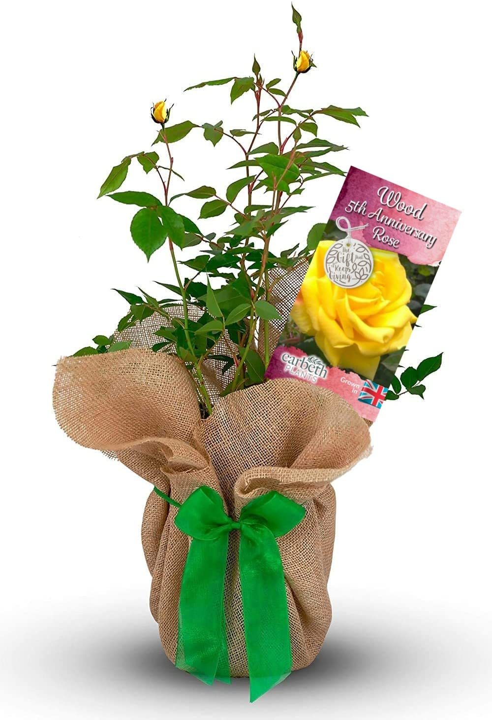 Carbeth Plants Wood Wedding Rose Bush Gift Wrapped