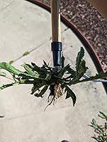 Vista 4 de Edward Tools PullPro - Herramienta extractora de malezas de mango largo, mango clásico de madera dura resistente de 48 pulgadas con cabeza de acero