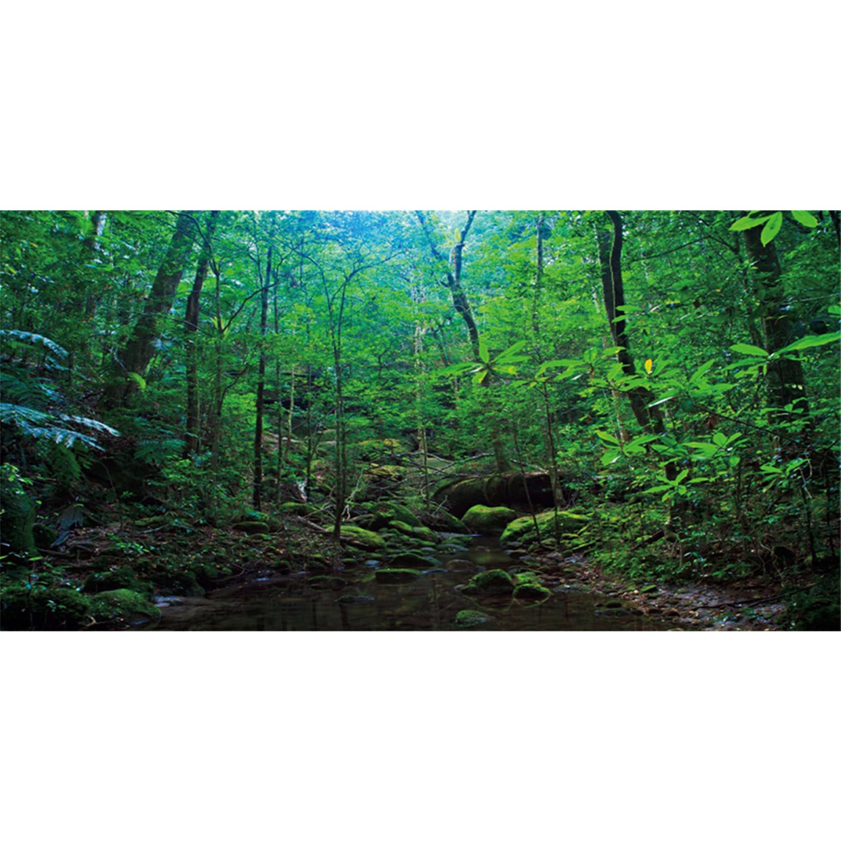 MIRRORANG 120x61cm Deep Forest Terrarium Background Tropical Plants Water Lake Aquarium Background Rainforest Reptile Habitat Background Durable Vinyl Background