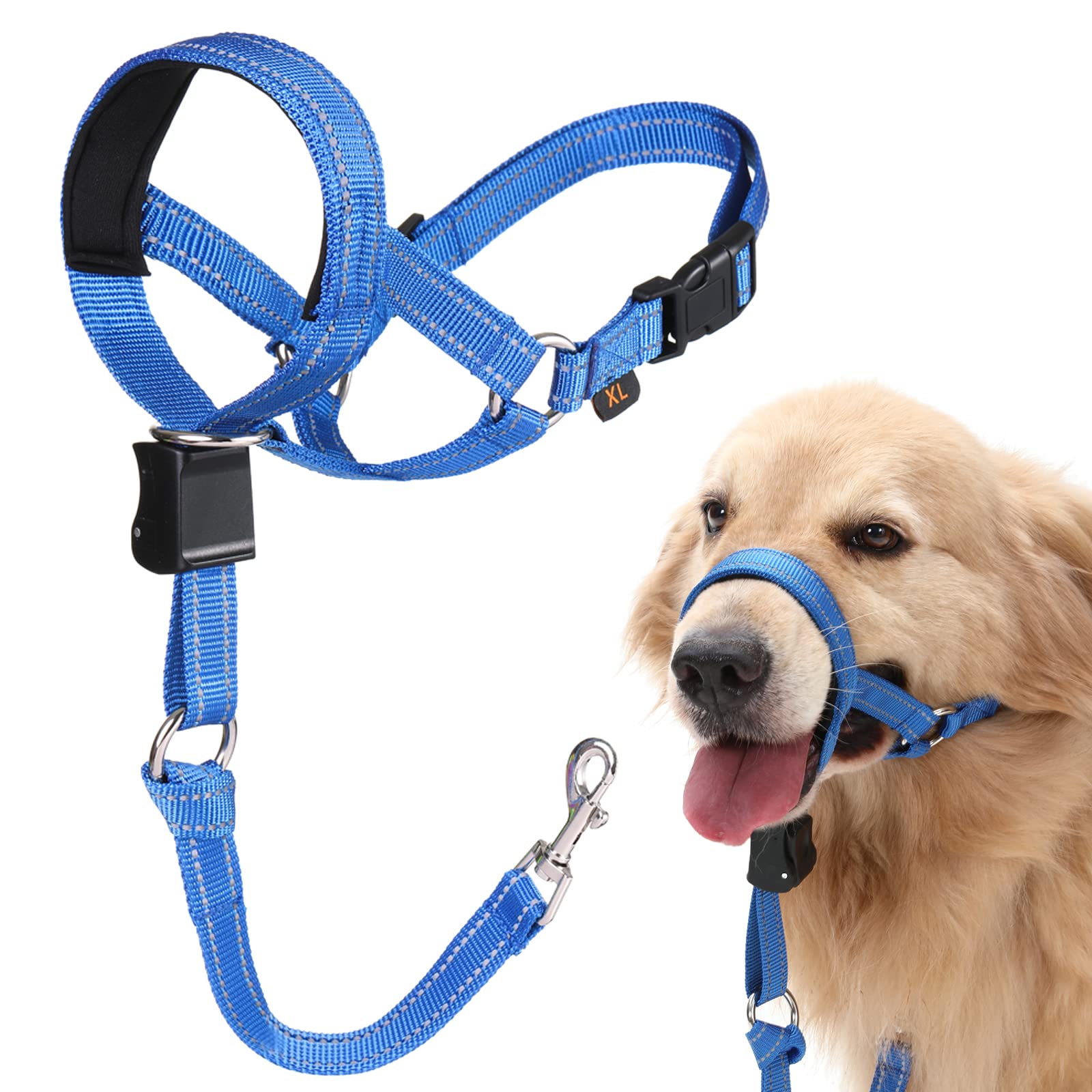 Why Does My Dog Suddenly Stop Walking