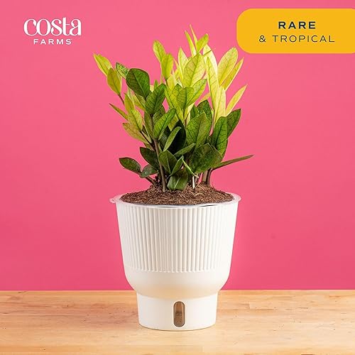 Miniatura 25 de Costa Farms - Planta de interior viva Monstera pequeña, fácil de cultivar, en maceta de jardín, con tierra para macetas, regalo de inauguración