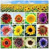 1000+ Mix Sunflower Seeds for Planting - Individually Packaged Heirloom and Non-GMO 15 Varieties Sun