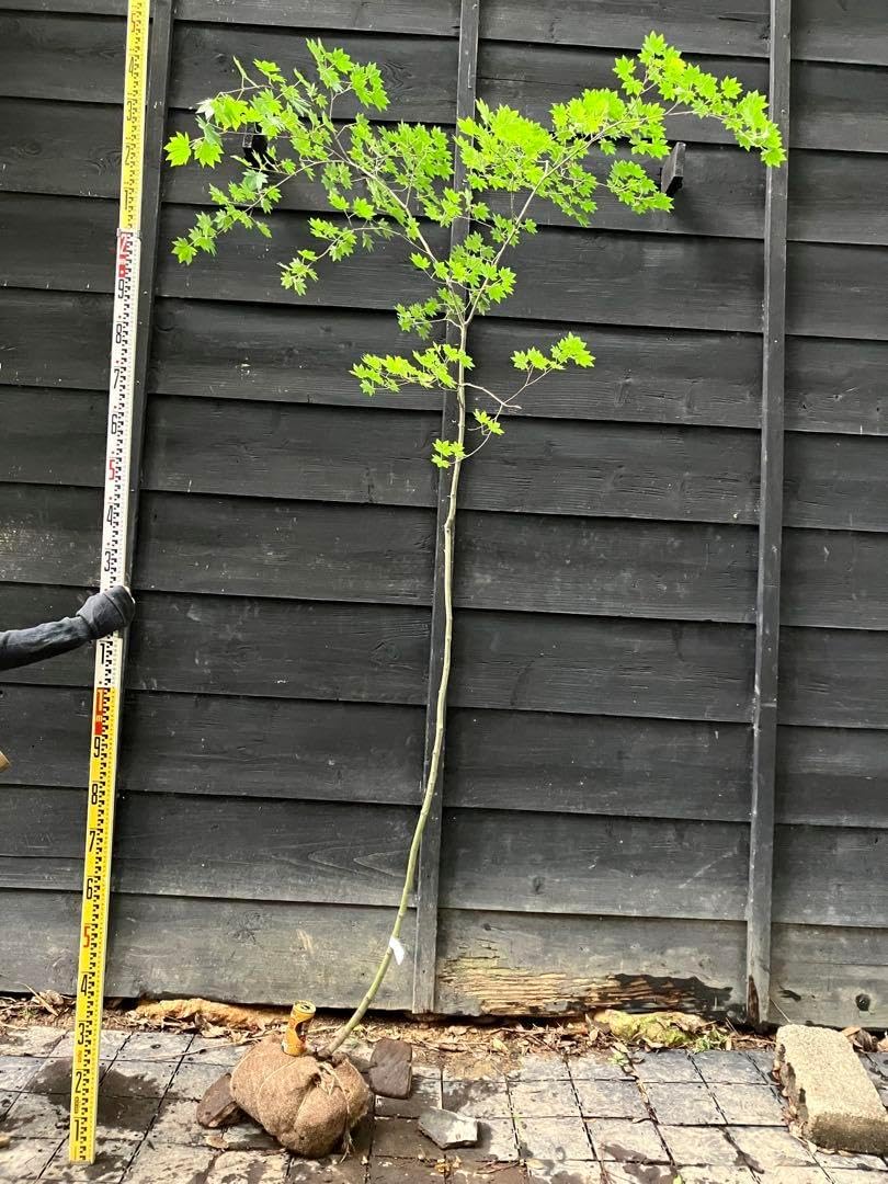 2 山採り　コハウチワカエデ 2 山採り コハウチワカエデ 山採り天然 コハウチワカエデ2