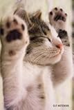 Cat Notebook: 6x 9 Lined Notebook| Cat Composition Notebook| Journal And Diary|100 Pages (Volume 25)