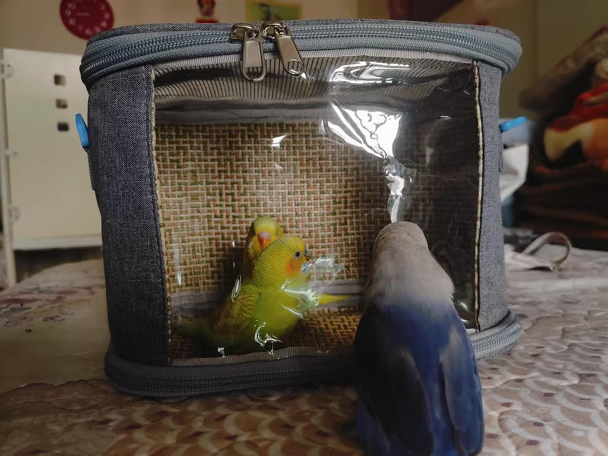 Transportbehälter für Vögel, Vogelkäfig Wellensittich, Vogel transportbox, Tragbare Vogelträger Reisetasche, Transparent atmungsaktiver Reisekäfig + 4 x Vögel Kauen Spielzeug（5-7cm）