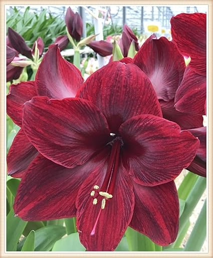 Amazon ヒッペストラム球根 珍しいヒッペストラムの花が2月から6月に植えられ 年に2回咲きます 花 Amazon ヒッペストラム球根 珍しいヒッペストラムの花が2月から6月に植えられ 年に2回咲きます 花
