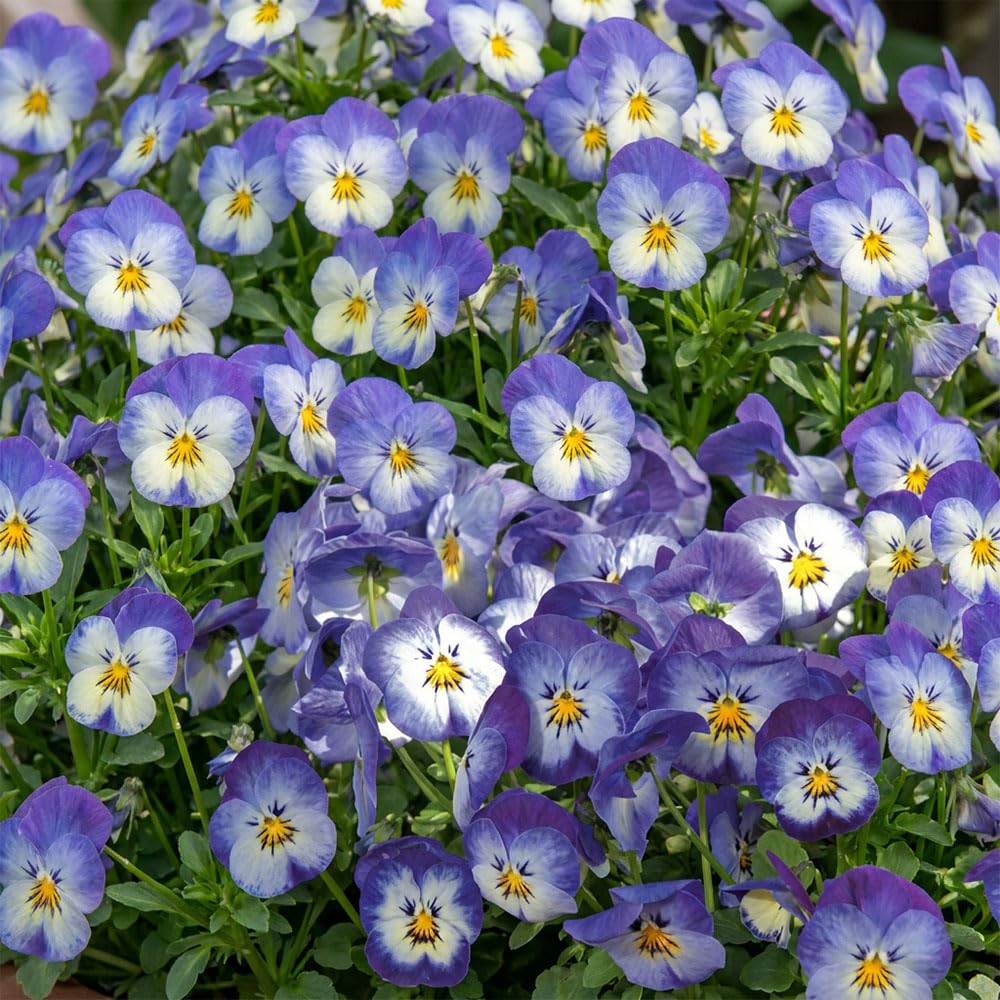 Viola Floral Power Stone Washed Denim F1 Seeds โ Hardy Perennial Flowers โ Blue & Violet Blooms โ Compact Bedding & Container Plant โ Ideal for Borders