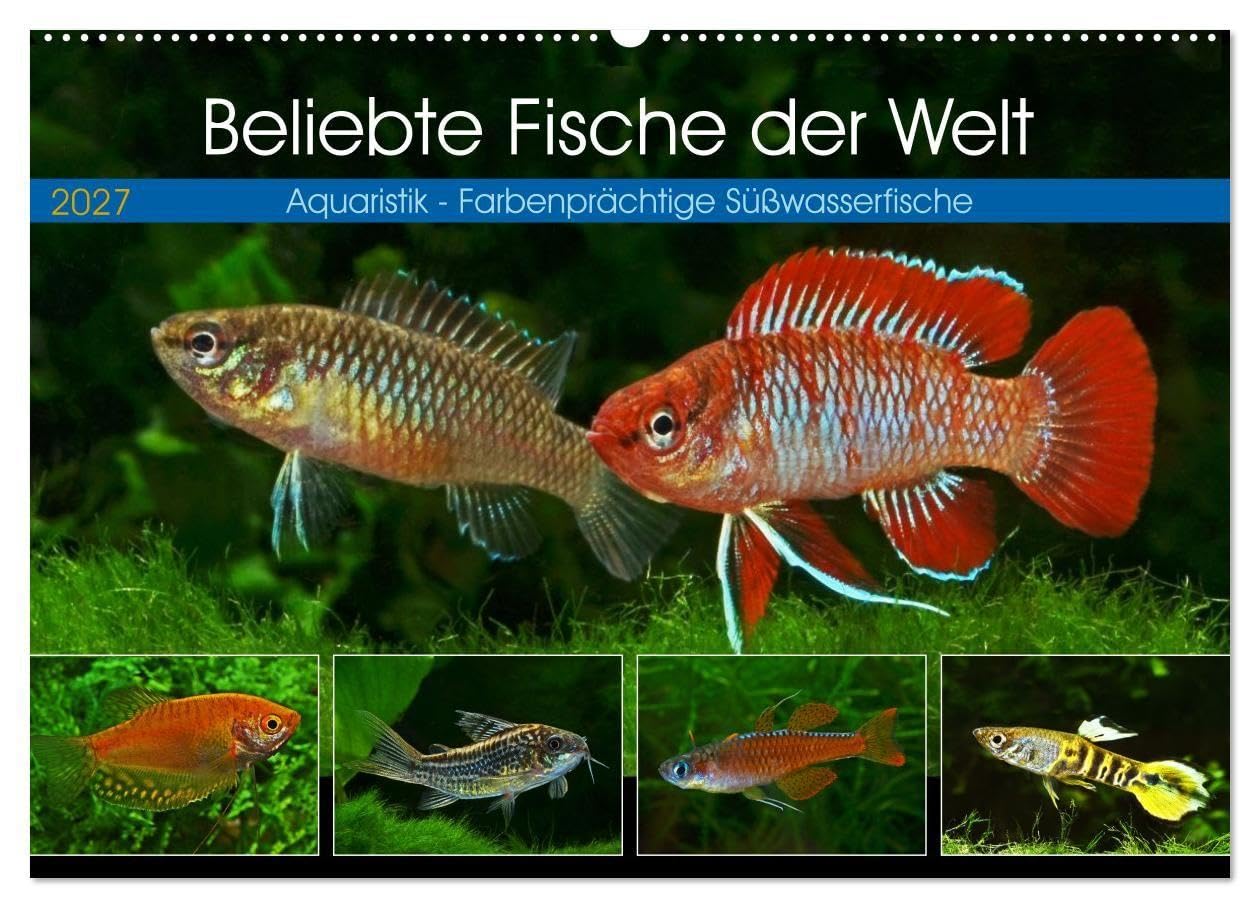 Beliebte Fische der Welt (Wandkalender 2027 DIN A2 quer), CALVENDO Monatskalender: Aquaristik - Farbenprächtige Süßwasserfische (CALVENDO Hobbys)