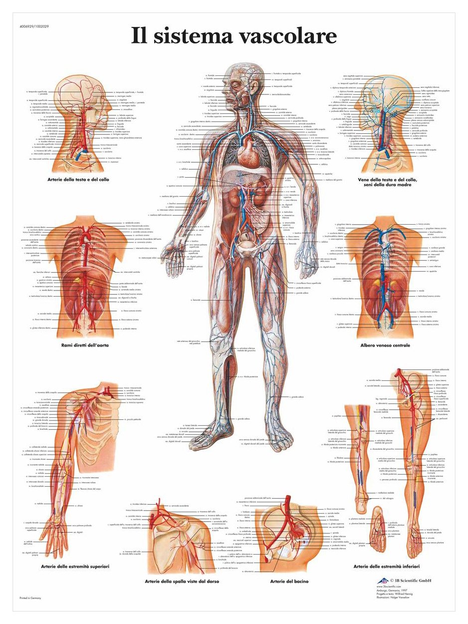 3B Scientific – Laminated Diabetes Chart – UV & Dust-Protected Anatomy & Pathology Poster for Study, Teaching & Clinics