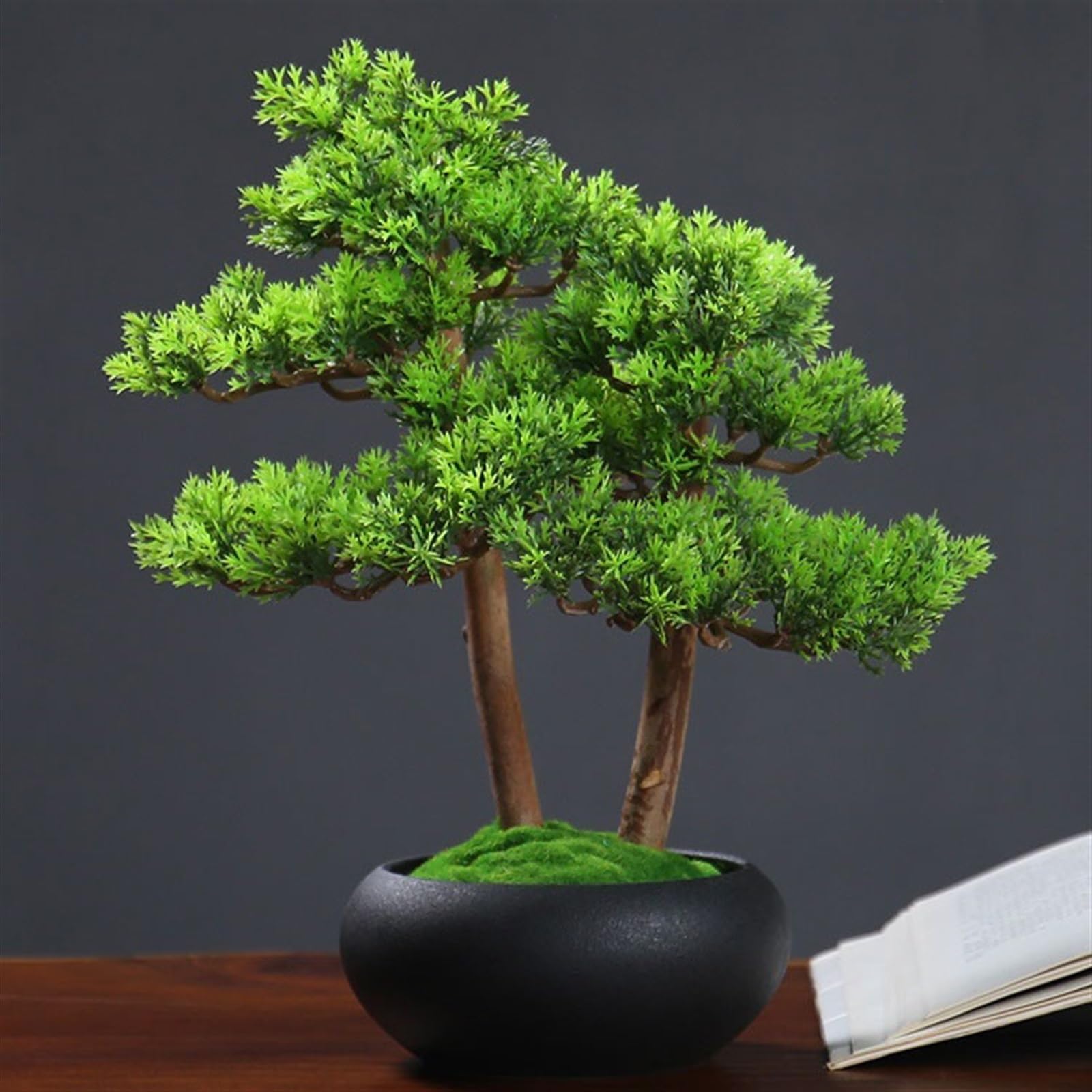 cedar plants Buy Brodie Southern Red Cedar Tree main image 0
