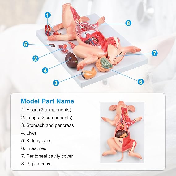 JNMFTD Pig Anatomy Model,Life Size 10 Part Fetal Pig Animal Anatomical Removable Stomach Liver Heart Intestine Skin Muscle with Product Manual Card for Medical Educational Training Scientific