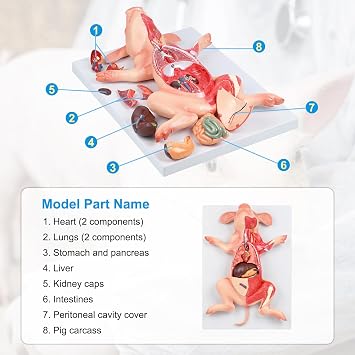 JNMFTD Pig Anatomy Model,Life Size 10 Part Fetal Pig Animal Anatomical Removable Stomach Liver Heart Intestine Skin Muscle with Product Manual Card for Medical Educational Training Scientific