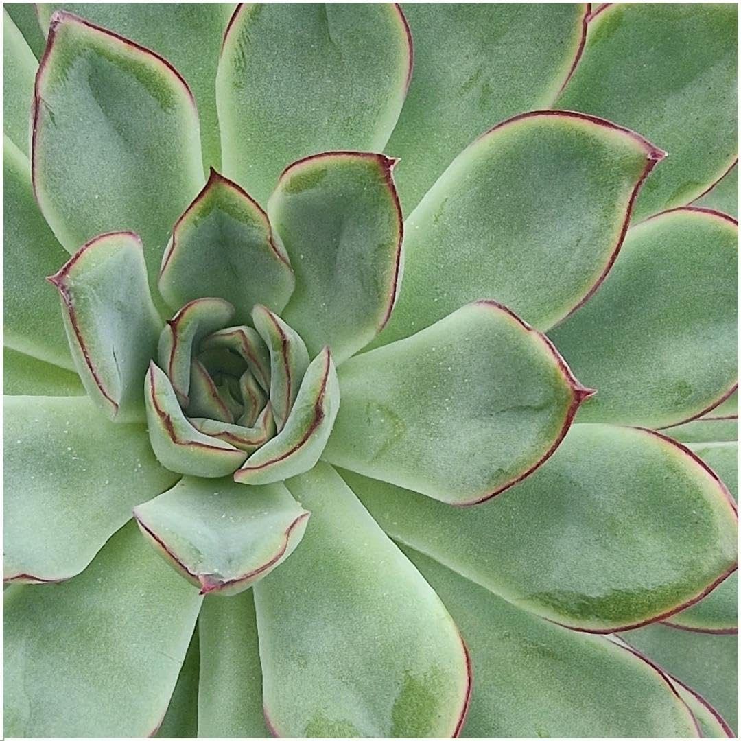 Pianta Grassa Echeveria con Supporto in Metallo, da Tavolo, Nero, 20 cm