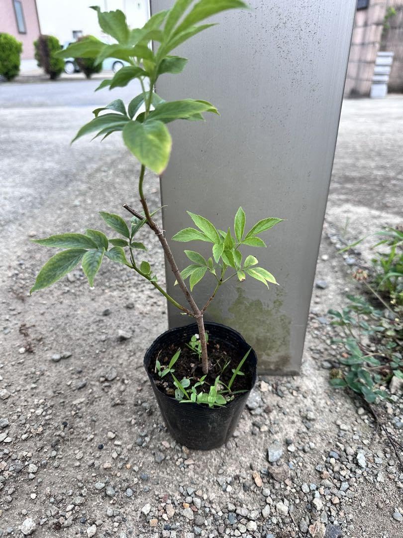 Amazon.co.jp: エルダーフラワー （ 西洋ニワトコ ） オー 苗 : DIY