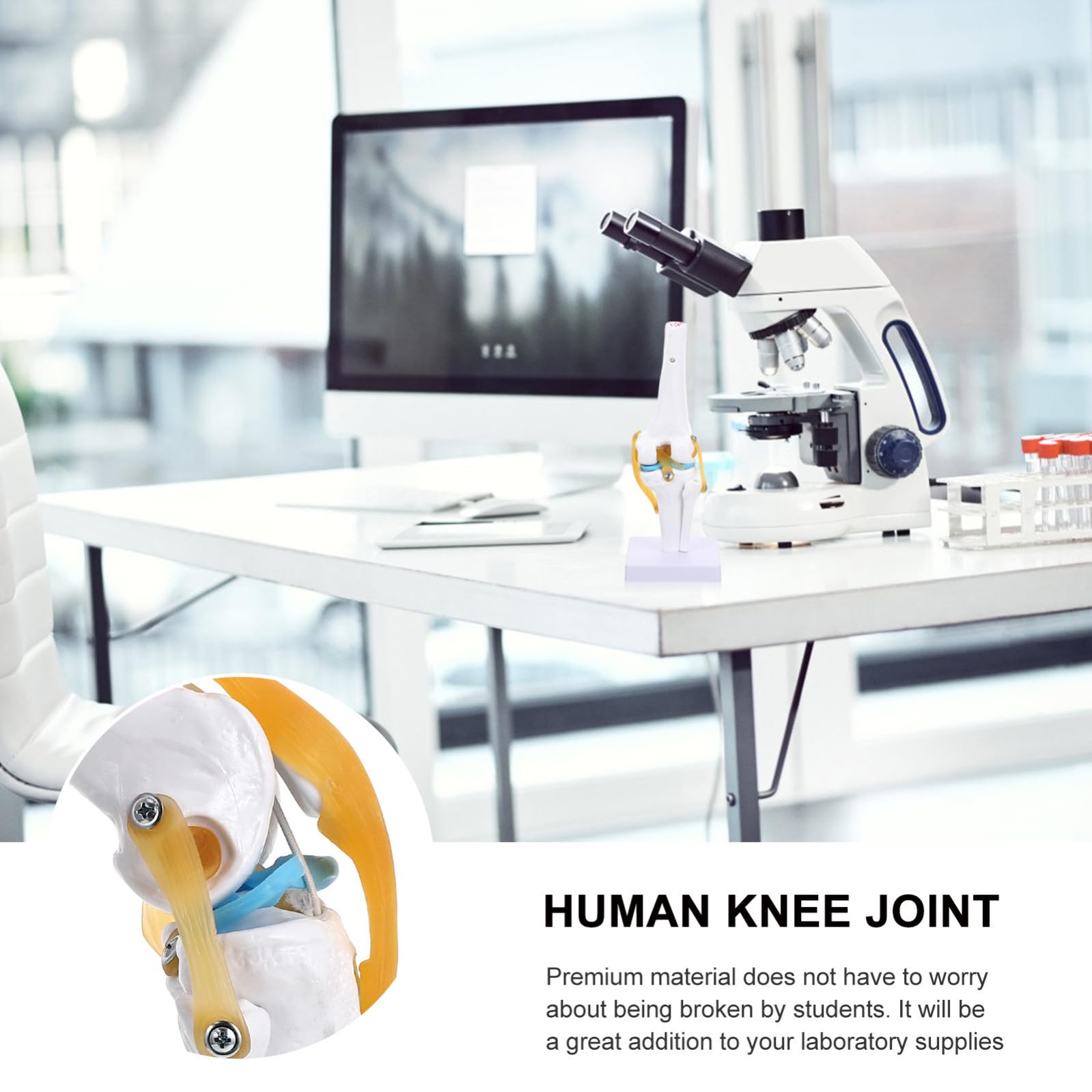 Articolazione Ginocchio Umano in Pvc Resistente Modello Anatomico 1:1 Dimostrazione Flessione per Insegnamento e Laboratorio Didattico