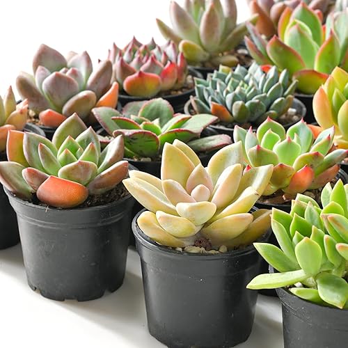 Miniatura 4 de Sprout N Green Plantas suculentas vivas, paquete de 30 suculentas reales surtidas en maceta de 2 pulgadas con mezcla de tierra, plantas pequeñas
