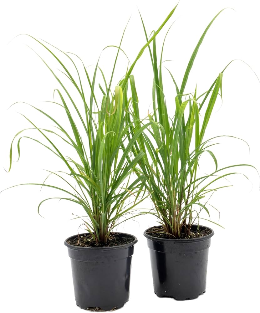 Amazon.com : 2 Lemongrass, Live Plant in 4-inch Pots, Cymbopogon Amazon.com : 2 Lemongrass, Live Plant in 4-inch Pots, Cymbopogon