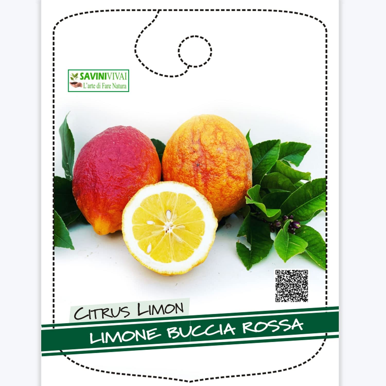 SAVINI VIVAI Pianta di Limone Albero Agrumi Limone a Buccia Rossa in Vaso da 24 cm Altezza 90-110 cm 3-4 Anni di innesto Made Italy