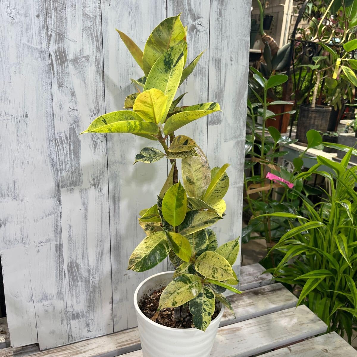 フィカス ジン 2 ファイバー鉢 お皿付き 楽天市場】PLANCHU 観葉植物 フィカス ジン 3.5号鉢 受け皿付き