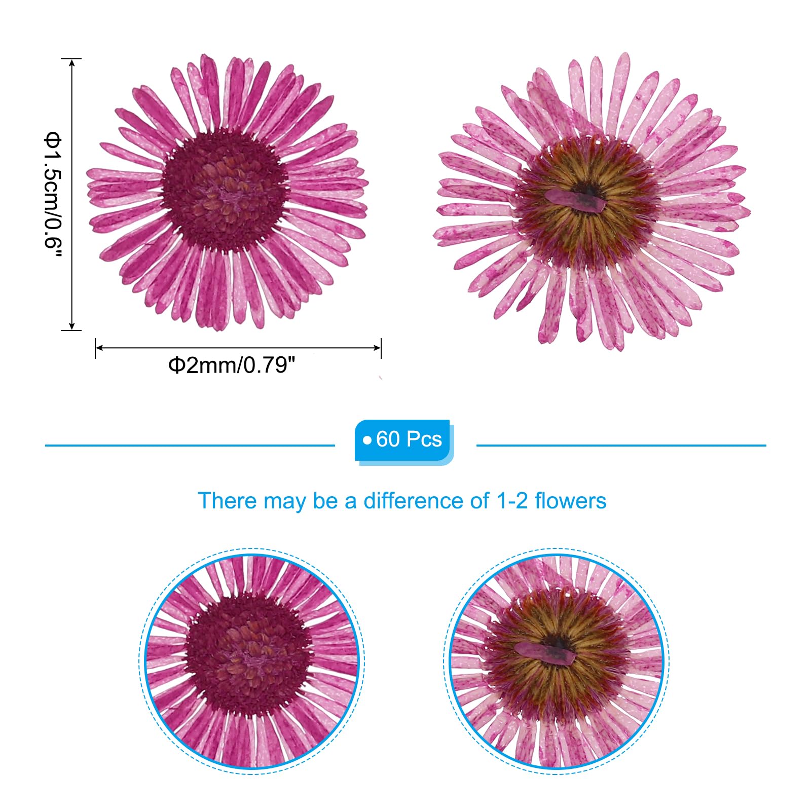 PATIKIL Dried Pressed Flower - Image 2