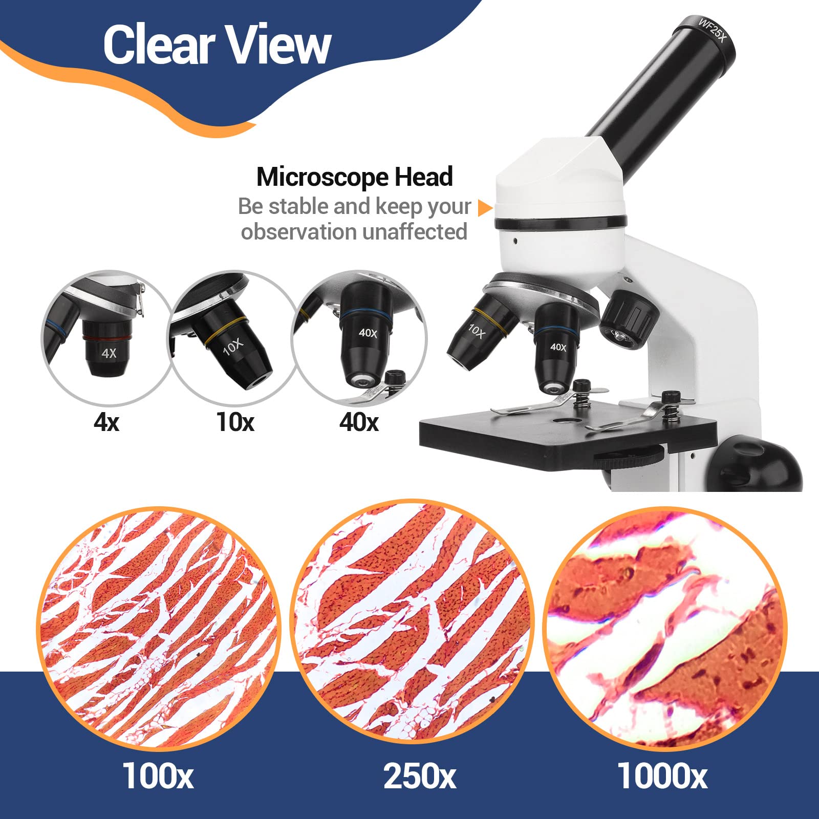 Microscopio per bambini e principianti 100X-1000X, microscopio professionale con adattatore per smartphone, include set di vetrini, adatto per l'educazione scientifica domestica