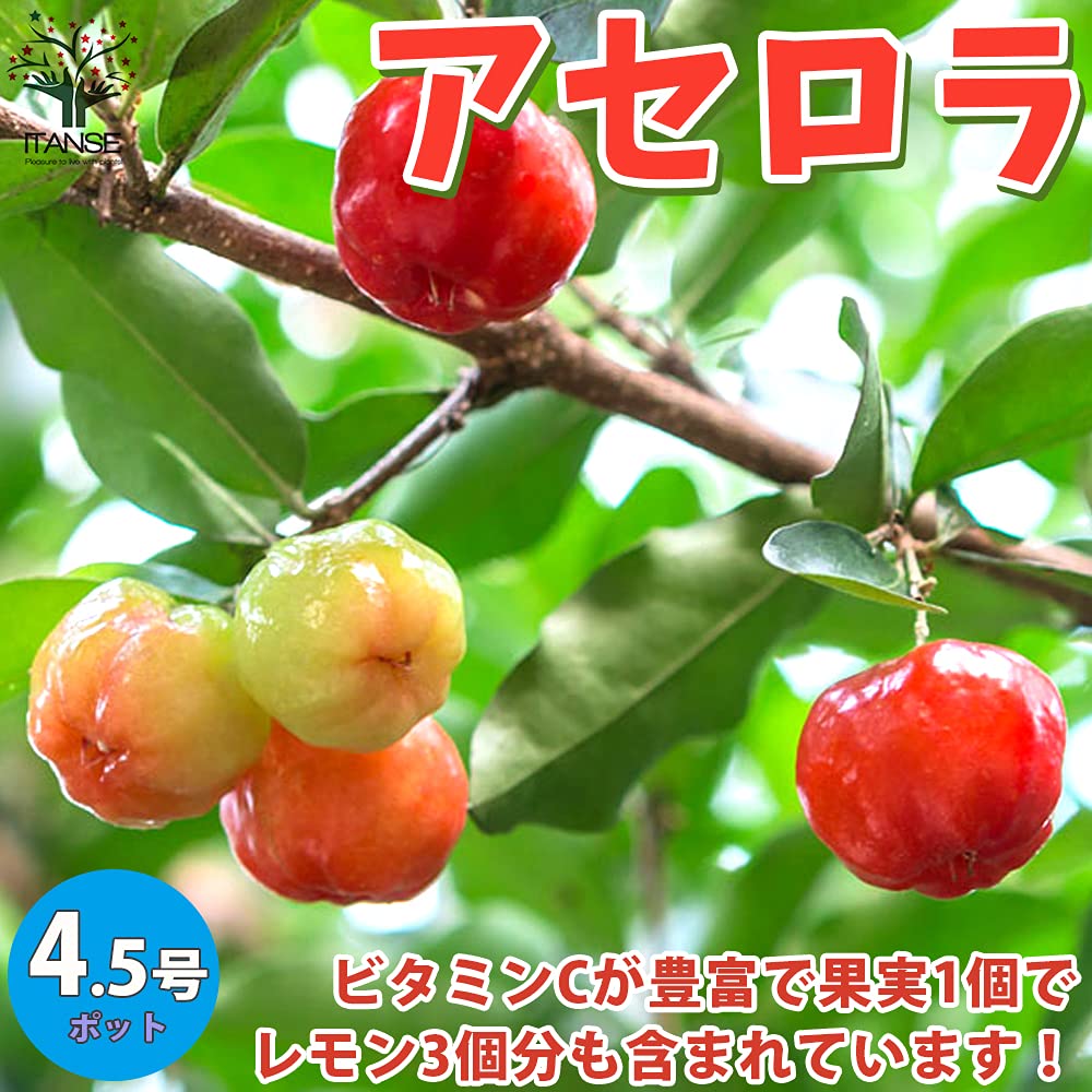 Amazon.co.jp: アセロラの苗木 【品種で選べる果樹苗木 4.5号ポット/1