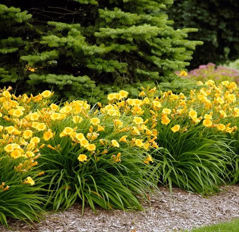 Votaniki Stella d' Oro Daylily Bulbs - Perennial Flower, Bright Blooms | Perfect for Mass Planting & Borders - Easy to Grow (4 Pack)