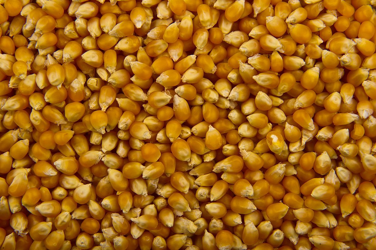 Corn-image-9