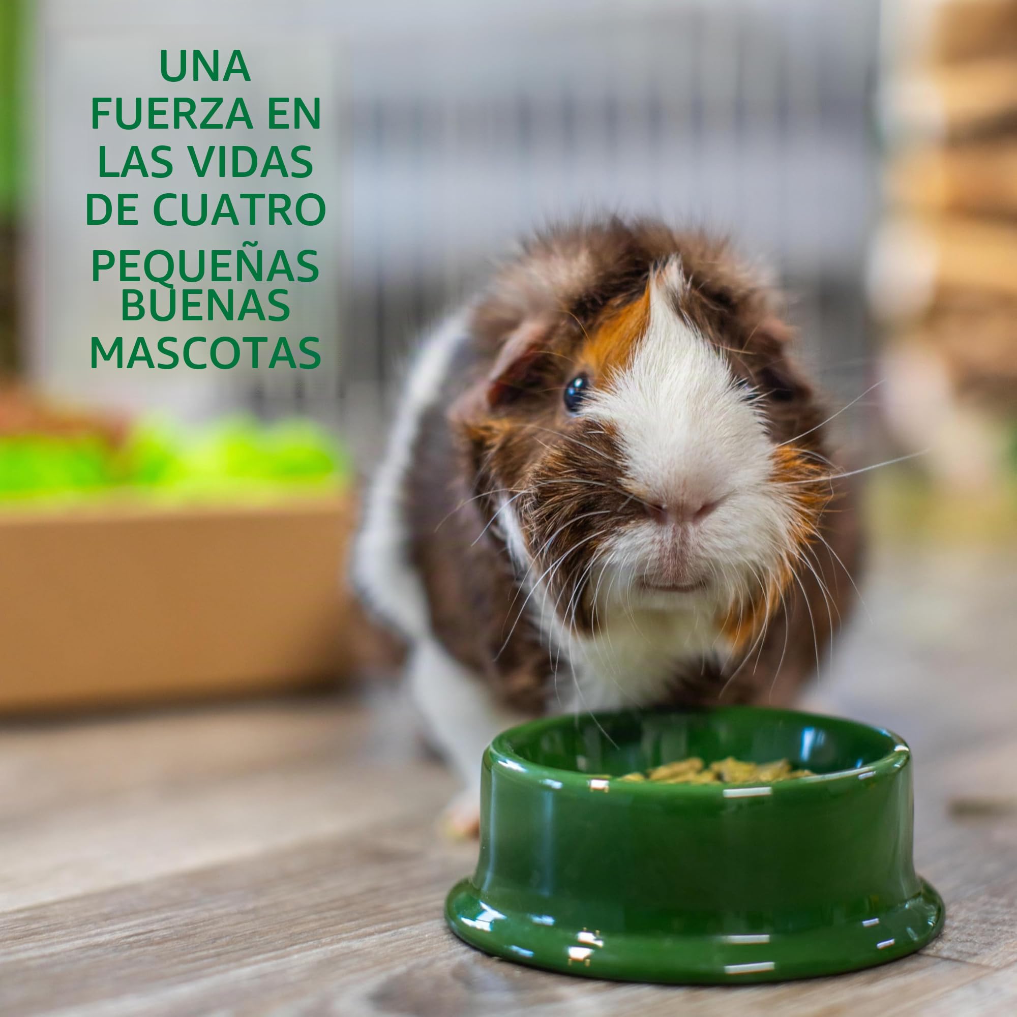 Petlife Oxbow Cavy Cocina Completa alimentación para Adultos Guinea Pig, 4,5 kg