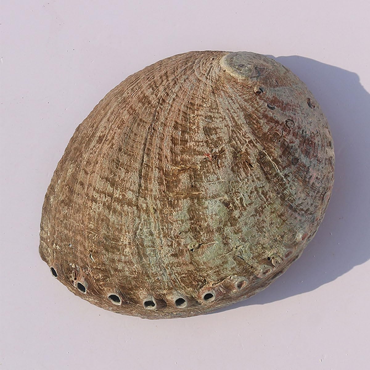 Natural sea Shell, Large Conch Shell, for Fish Tank Ornament DIY Craft Collector Wedding Beach Theme Party Decor Birthday Present Various Sizes(17~18cm)