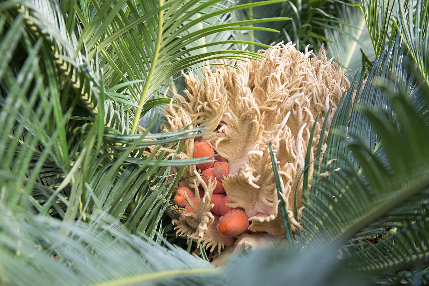 Vannucci Piante - Palma, Cycas revoluta, Pianta vera in vaso di Vannucci Piante, Pianta da esterno, Palma